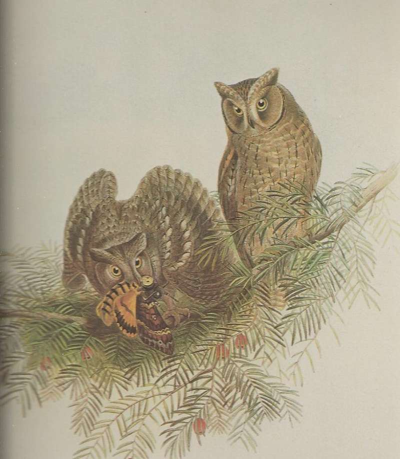 Two Adults with Acherontia atropos<br>(Origin of the Specimen: Painting)