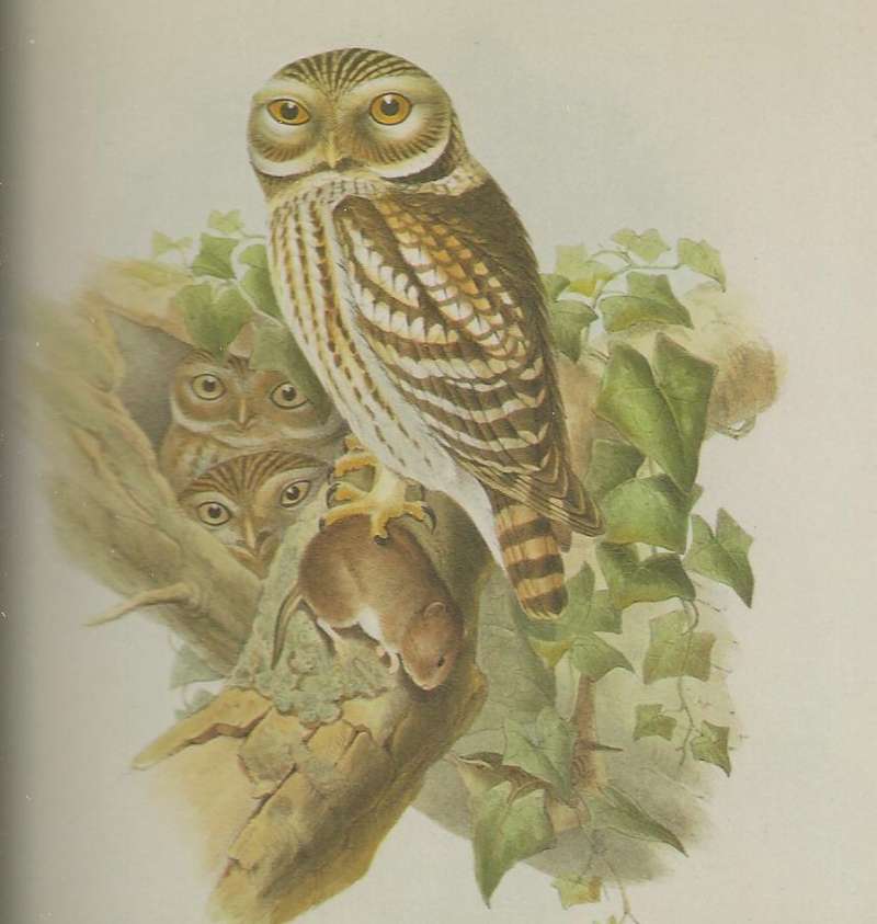 Adult in Nest with Young and Prey, ssp noctua<br>(Origin of the Specimen: Painting)