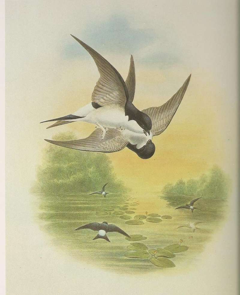 Two Adults in Flight, ssp urbicum<br>(Origin of the Specimen: Painting)