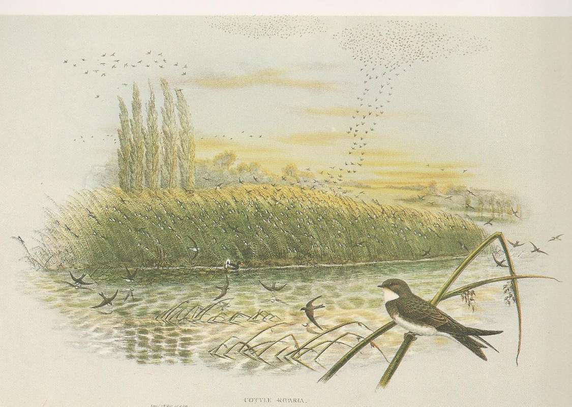 Young in Fall View<br>(Origin of the Specimen: Painting - John Gould)