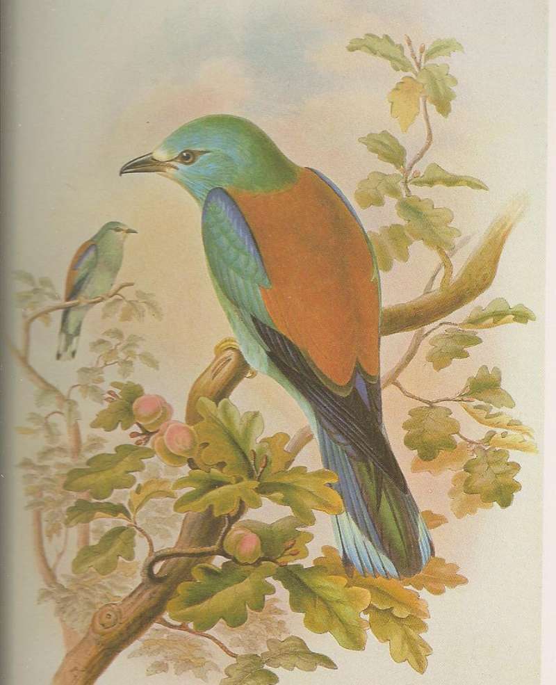 Male in Front, and Female in Rear<br>(Origin of the Specimen: Painintg)