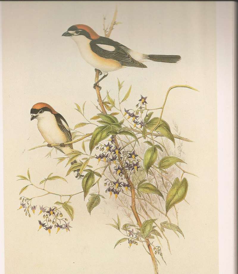 Two Adults, ssp senator<br>(Origin of the Specimen: Painting)