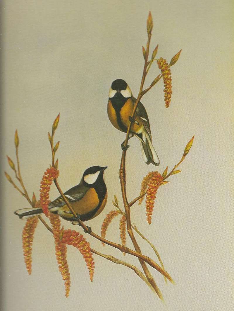 Two Adults<br>(Origin of the Specimen: Painting)