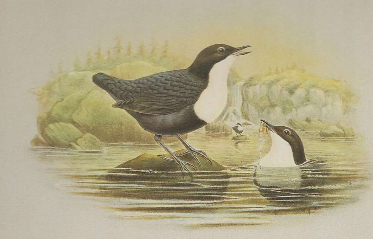 Two Adults<br>(Origin of the Specimen: Painting - John Gould)