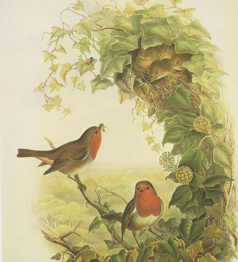 Two Adults with Young in Nest<br>(Origin of the Specimen: Painting)
