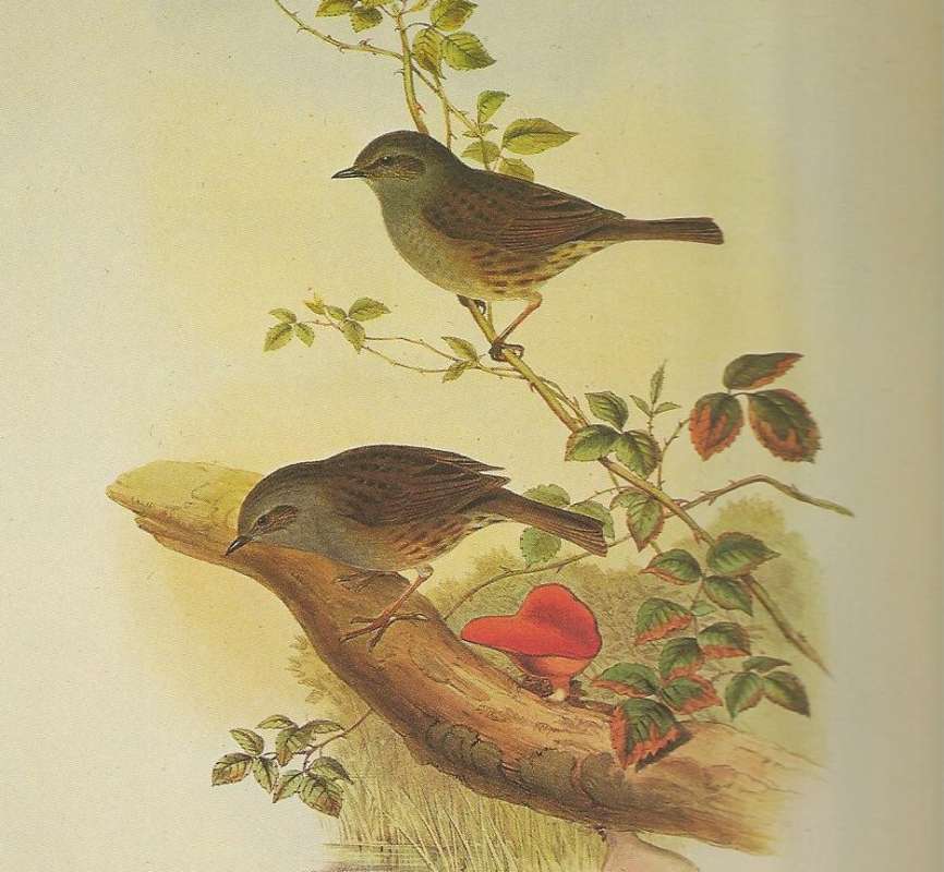 Female on Top,  Male Below, ssp modularis<br>(Origin of the Specimen: Painting)