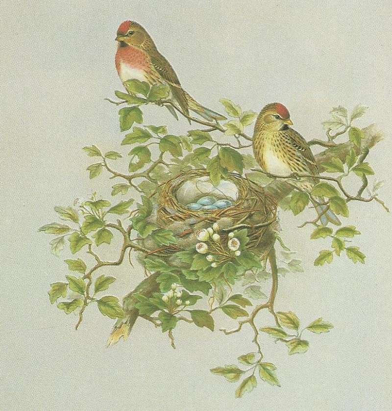 Male, Top Left, Female with Nest, ssp cabaret<br>(Origin of the Specimen: Painting, ssp cabaret)