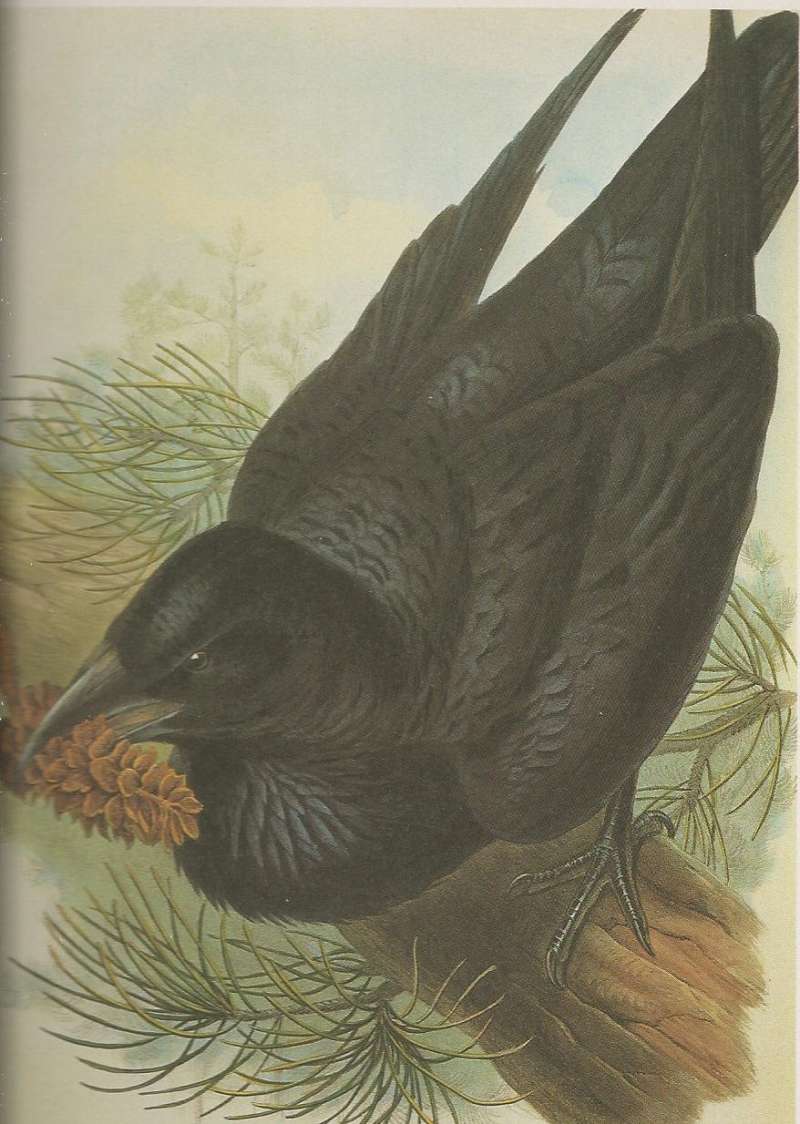 Male, ssp corax<br>(Origin of the Specimen: Painting by John Gould)