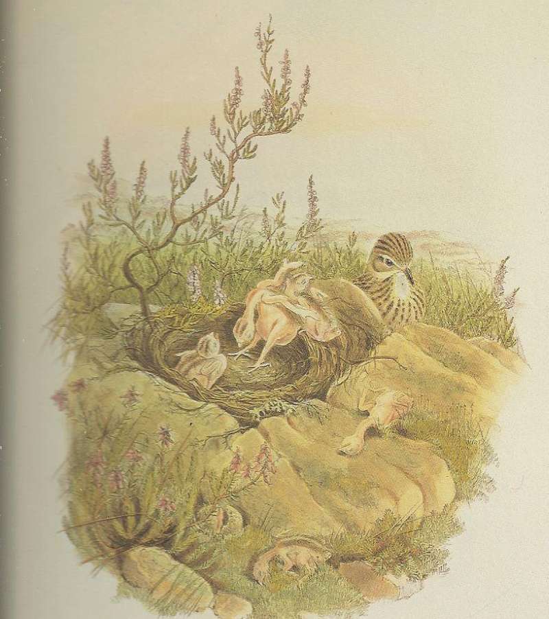 Young Cuckoo Destroying Young of Meadow Pipit<br>(Origin of the Specimen: Painting, ssp canorus, John Gould)