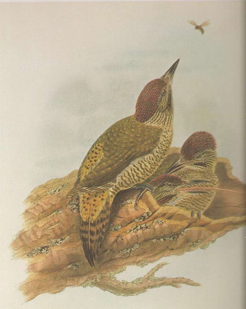 Young Birds<br>(Origin of the Specimen: Painting)