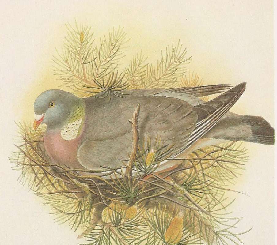 Adult<br>(Origin of the Specimen: Painting)