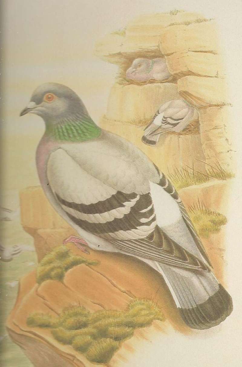 Adulta in Front, Adults in Rear, ssp livia<br>(Origin of the Specimen: Painting by John Gould)