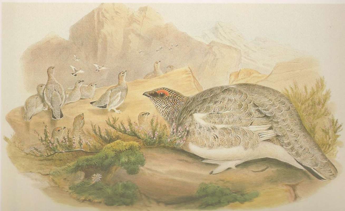 Female in Fall colors with Young<br>(Origin of the Specimen: Painting, ssp helveticus by J Gould)