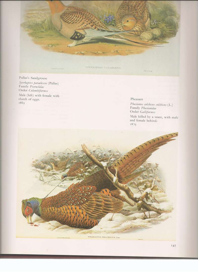 Male Killed by Trap,  Fmemle in Background<br>(Origin of the Specimen: Painting)