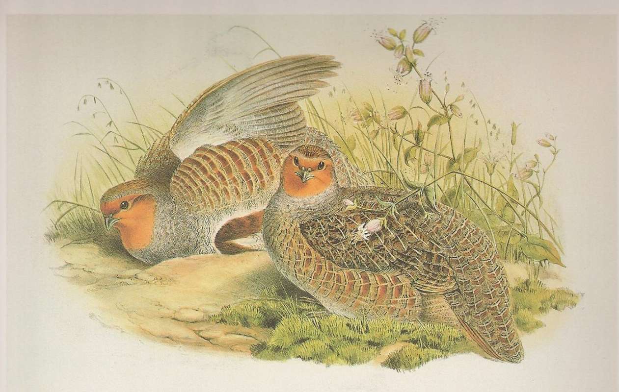 Male on Left, Female on Right, ssp italica<br>(Origin of the Specimen: Painting)