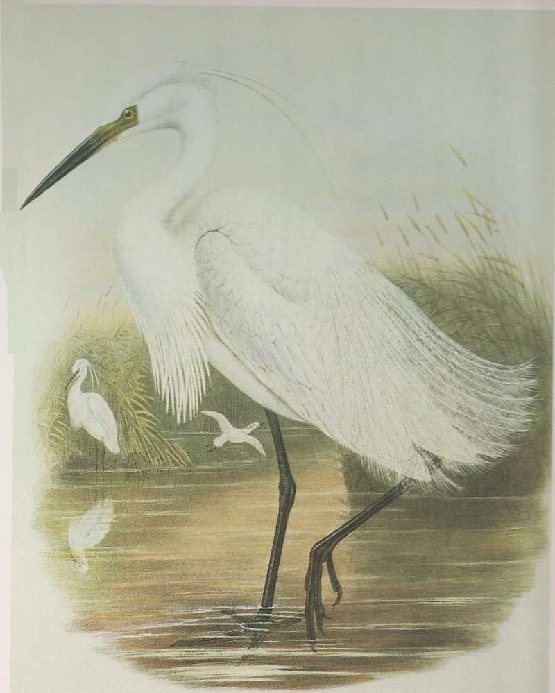 Two Adults in Summer Form, ssp garzetta<br>(Origin of the Specimen: Painting)