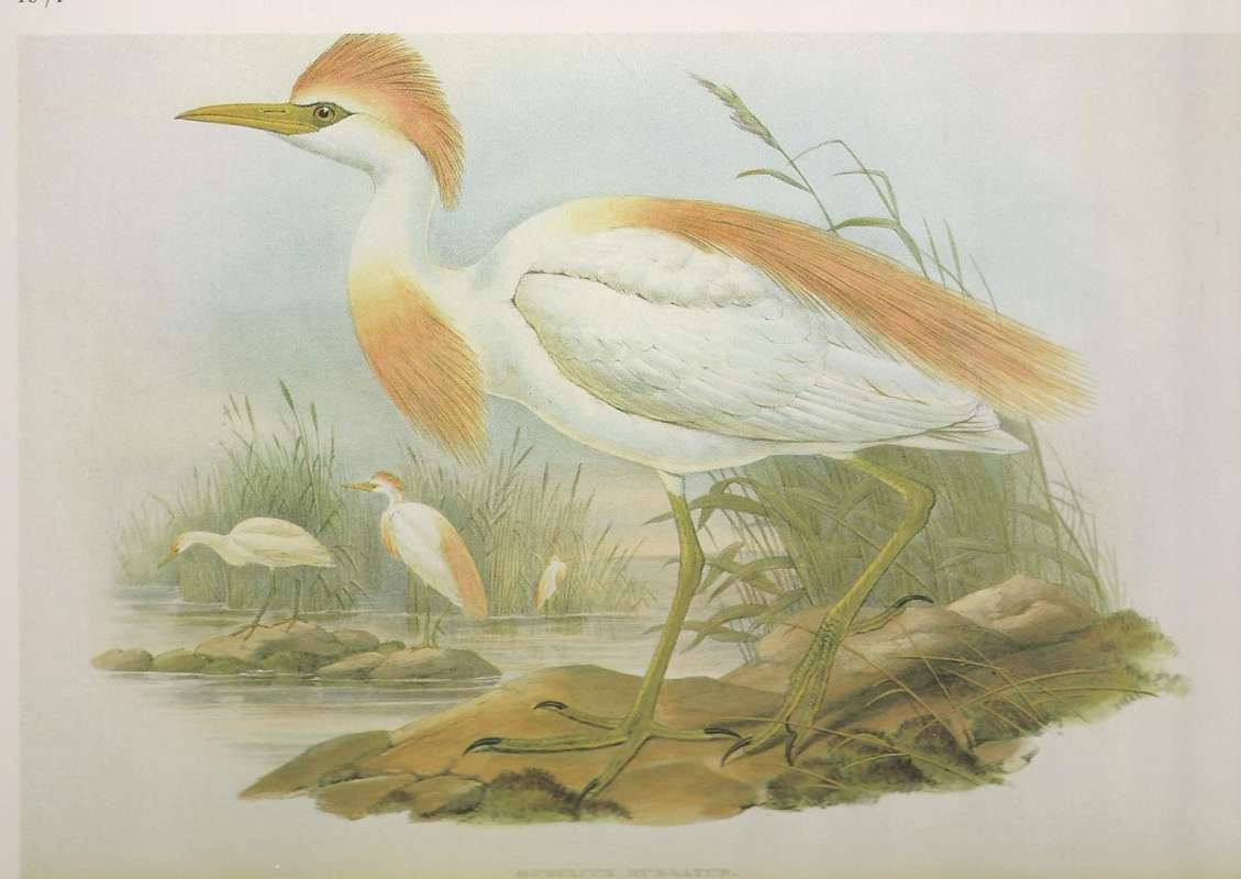 Adult in Front, Young in Background, ssp ibis<br>(Origin of the Specimen: Painting)