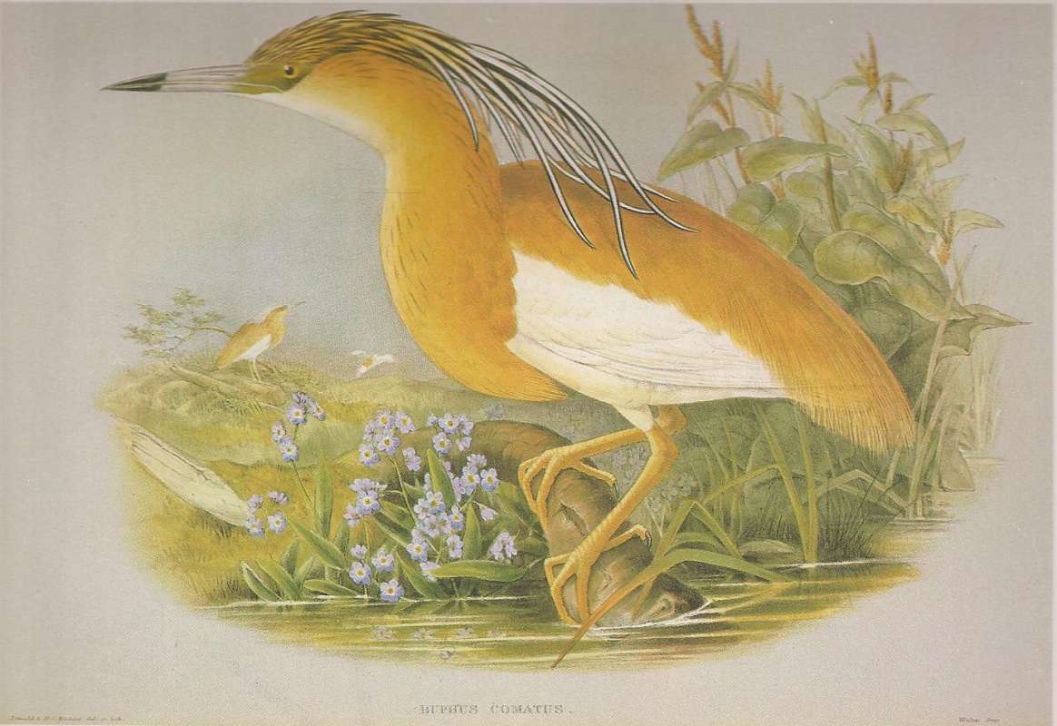 Adults in Summer Colors<br>(Origin of the Specimen: Painting)