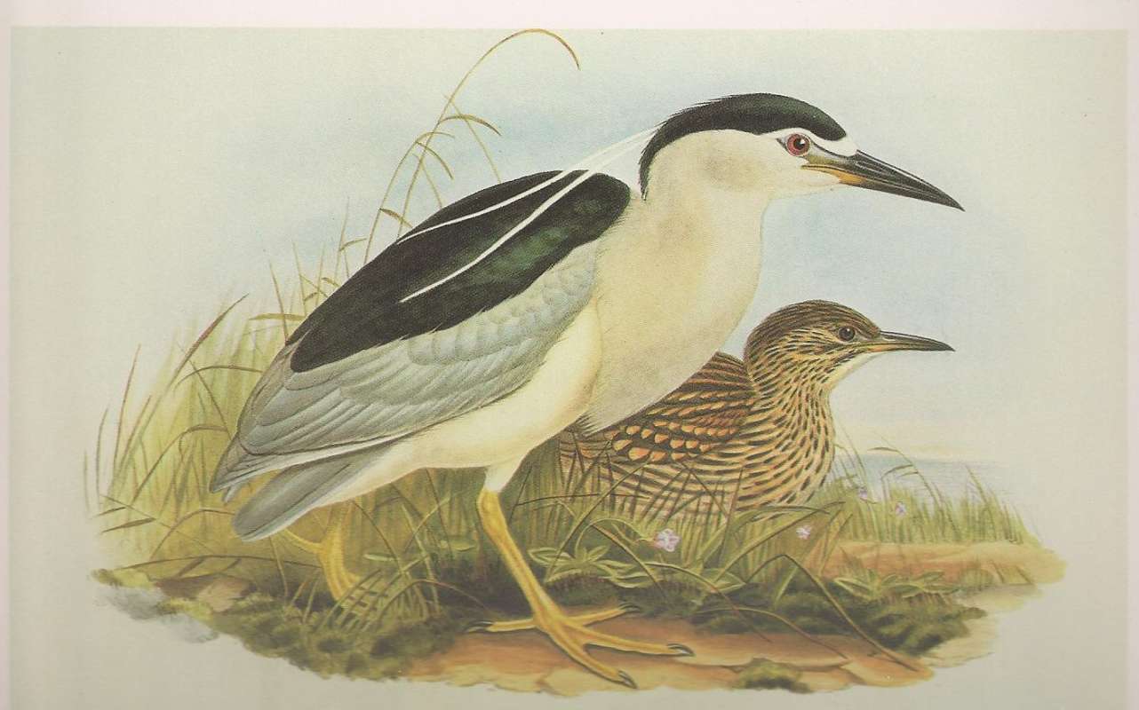 Adult in Front, With Young Behind, ssp nycticorax<br>(Origin of the Specimen: Painting by John Gould)