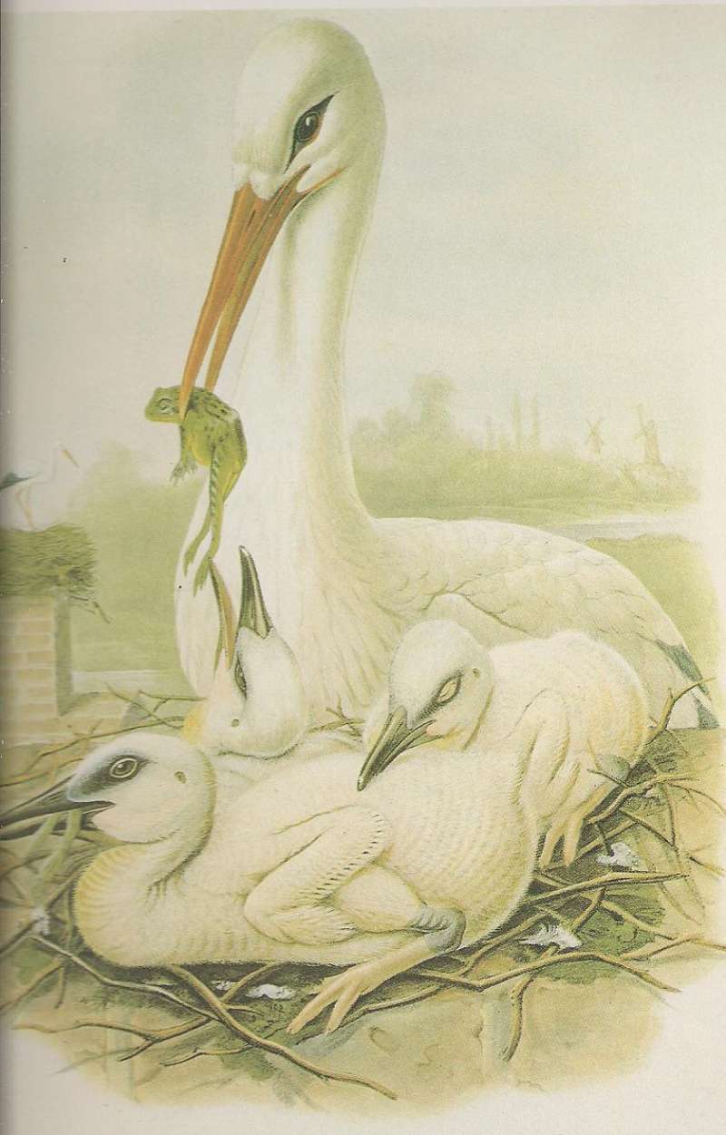 Adult Feeding Young, ssp ciconia<br>(Origin of the Specimen: Painting)