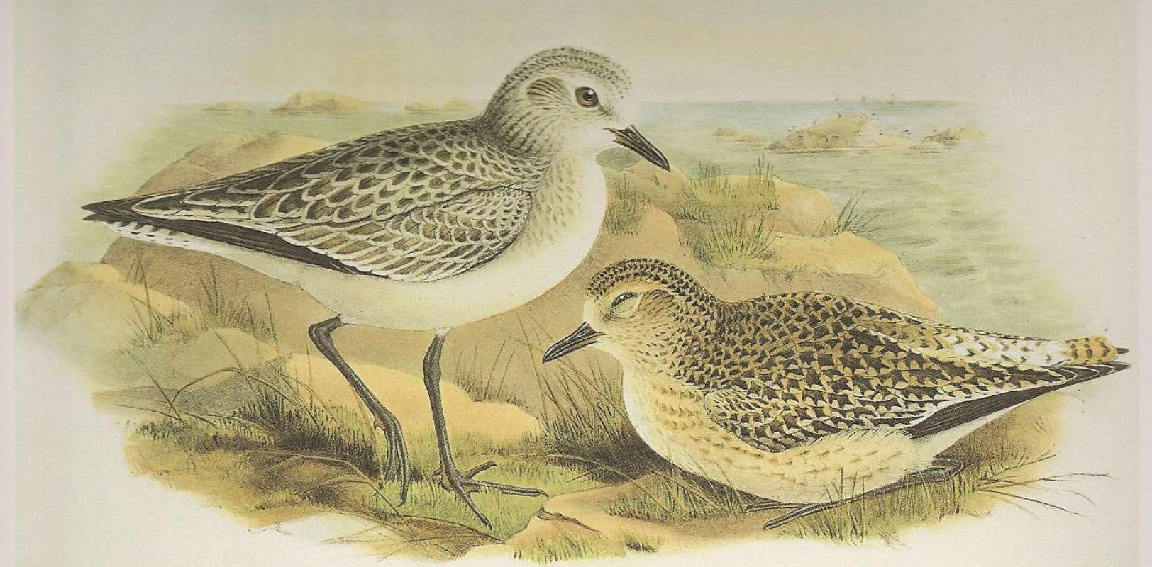 Adults in Winter Colors with Young<br>(Origin of the Specimen: Painting by John Gould)