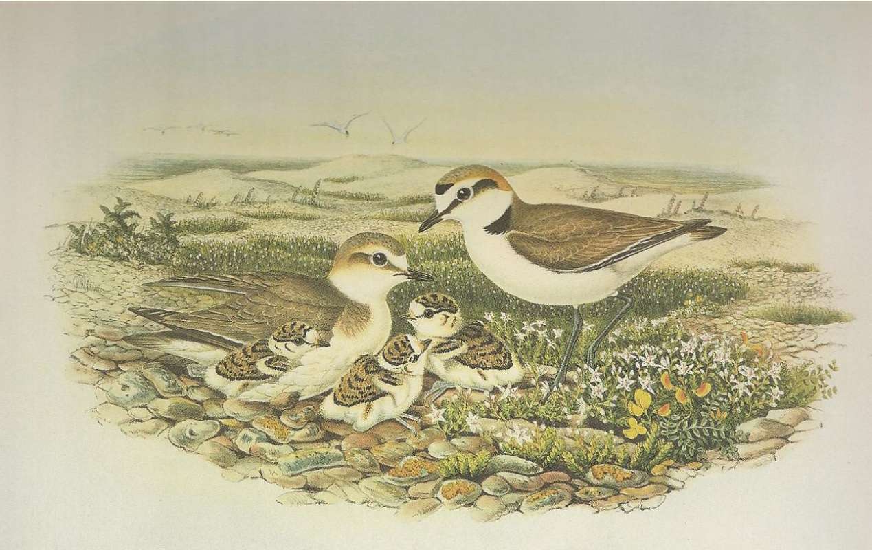 Male on Right, Female Sitting w/ Young<br>(Origin of the Specimen: Painting, ssp alexandrinus)