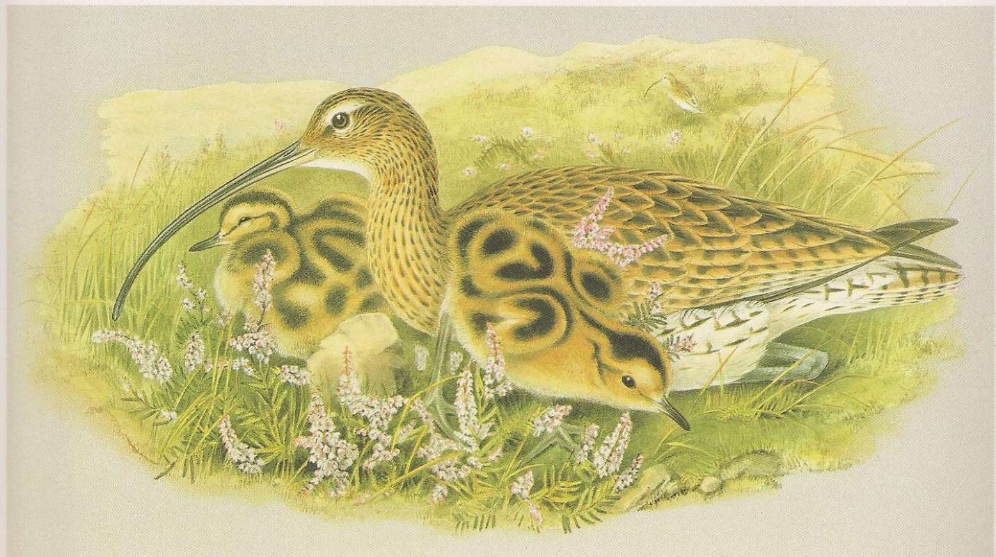 Adult and Young, ssp arguata<br>(Origin of the Specimen: Painting by John Gould)