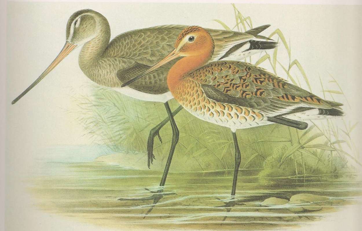 Male in Front, Female in Rear, ssp limosa<br>(Origin of the Specimen: Painting)