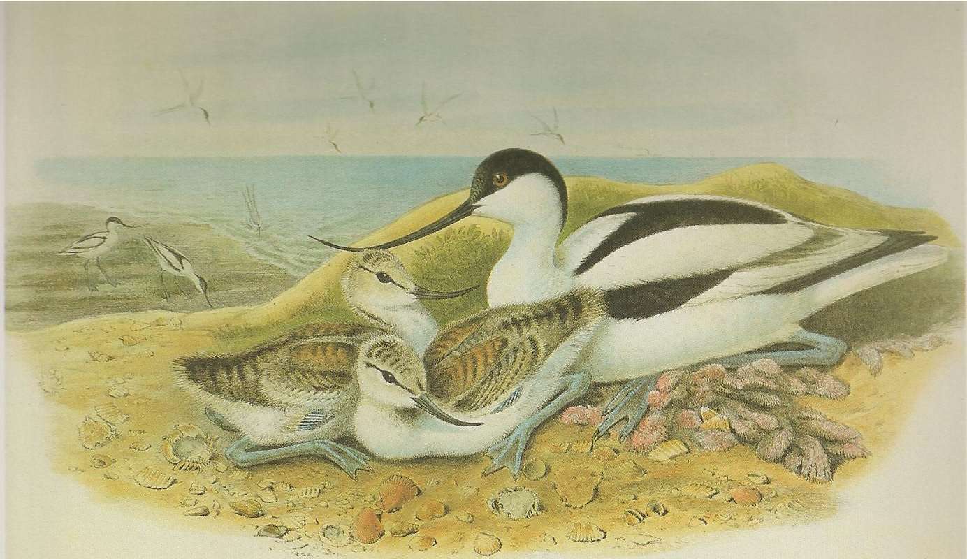 Adult with Young, ssp avosetta<br>(Origin of the Specimen: Painting)