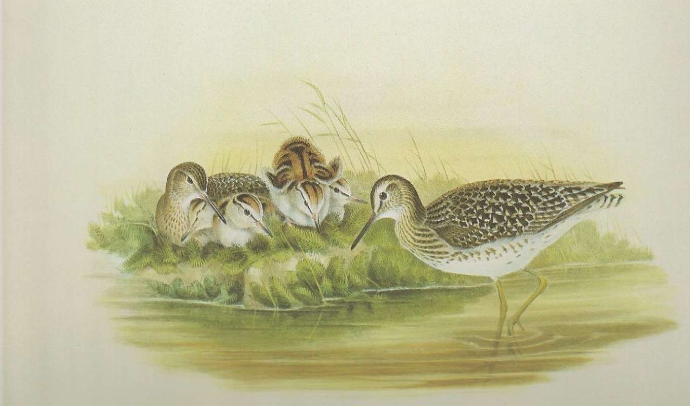 Male on Right, Female Sitting with Young<br>(Origin of the Specimen: Painting)