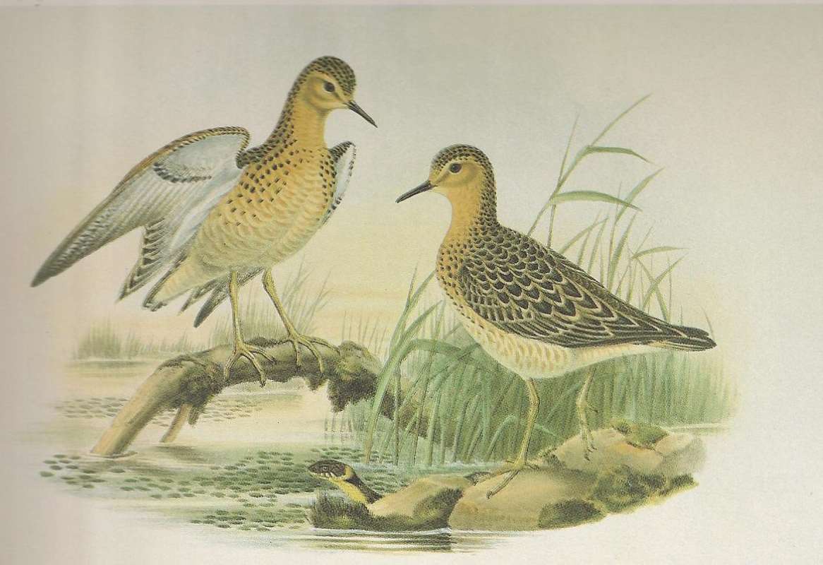 Two Adults<br>(Origin of the Specimen: Painting by John Gould)