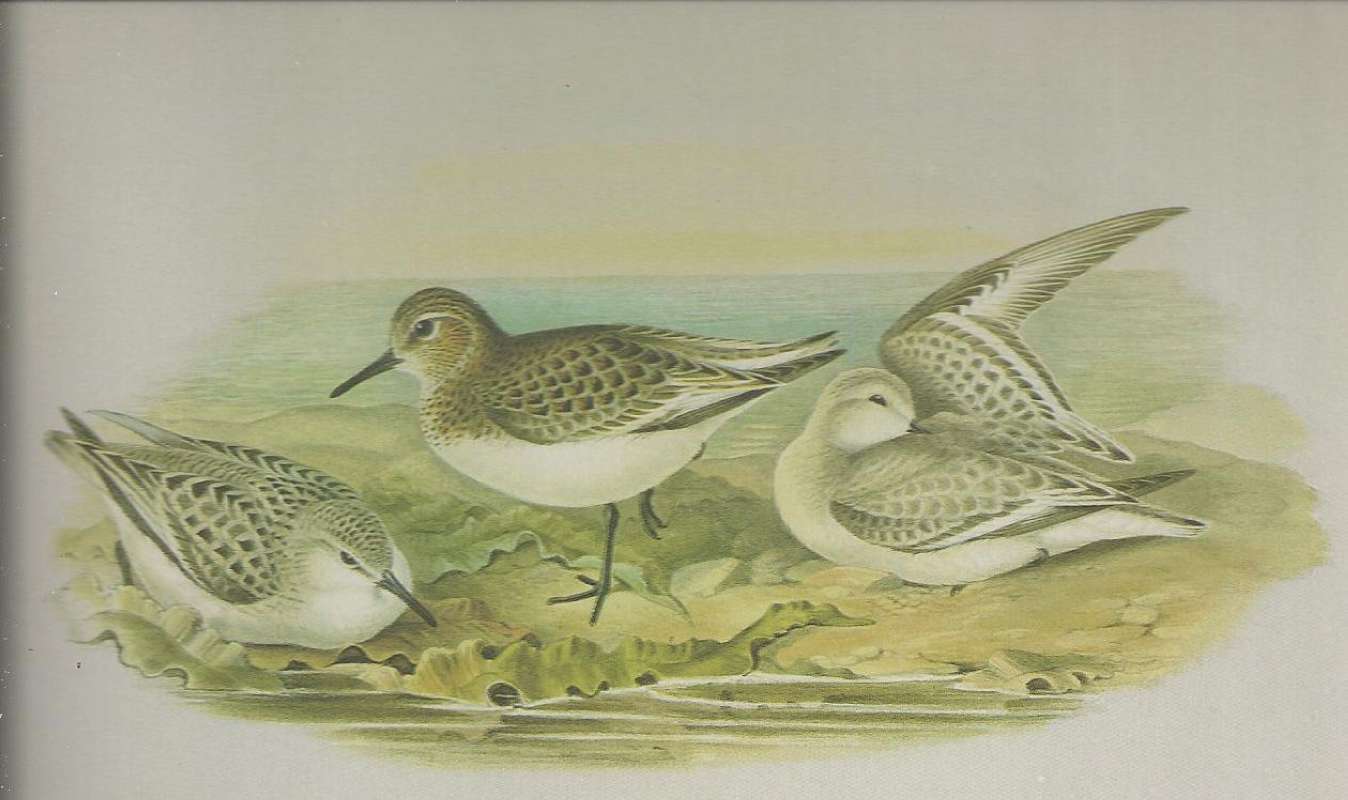 Winter on Left, Summer in Center, Fall on Right<br>(Origin of the Specimen: Painting by John Gould)