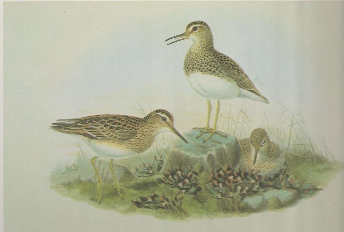 Two Adults on Left,  Young on Right<br>(Origin of the Specimen: Painting by John Gould)