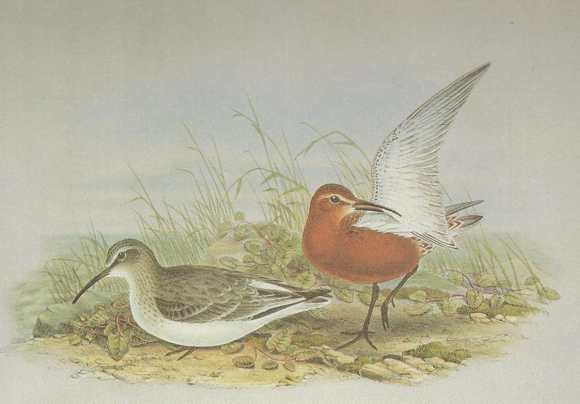 Summer Adult on Right,  Winter Female on Left<br>(Origin of the Specimen: Painting by John Gould)