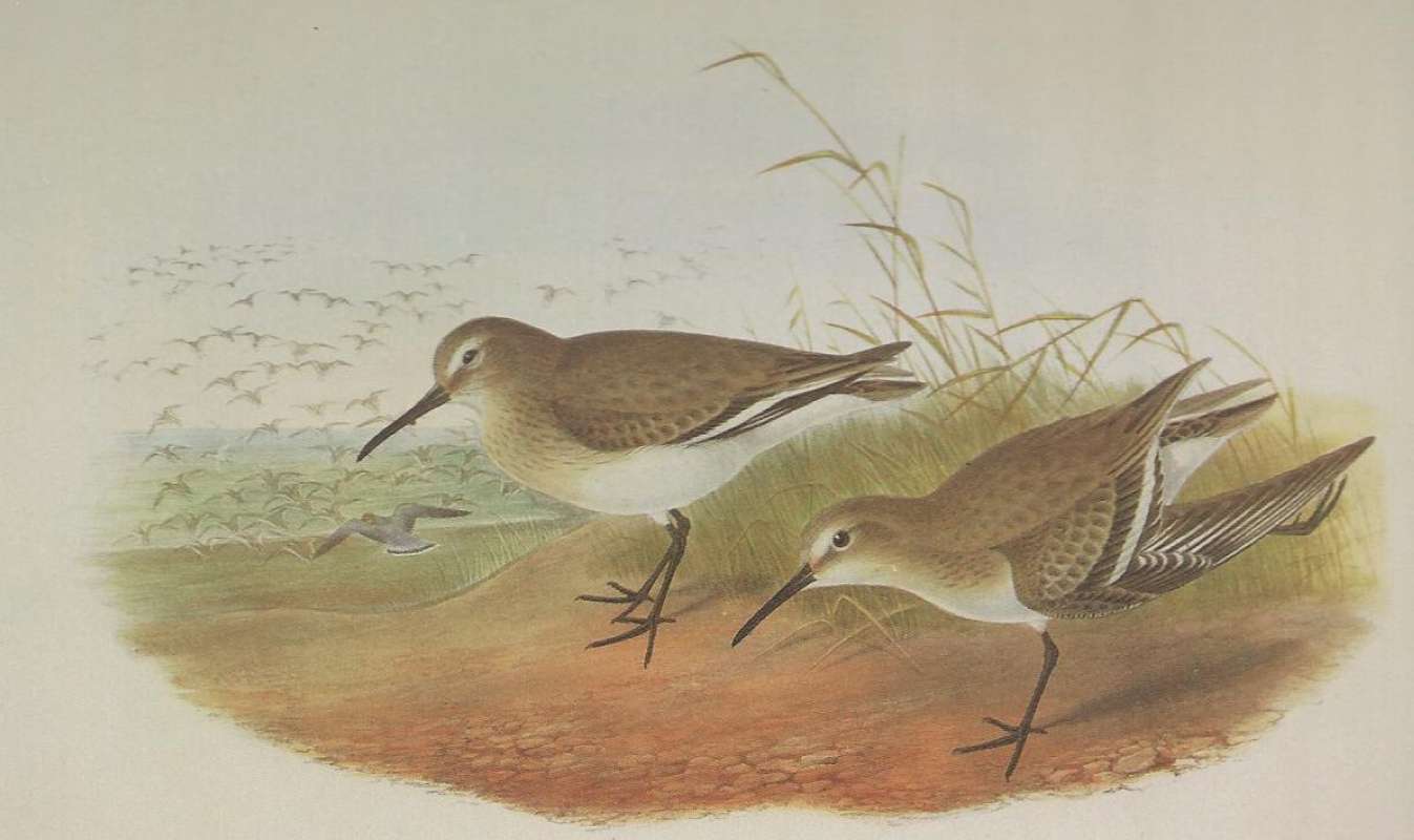 Two Adults in Winter Form, ssp alpina<br>(Origin of the Specimen: Painting by John Gould)