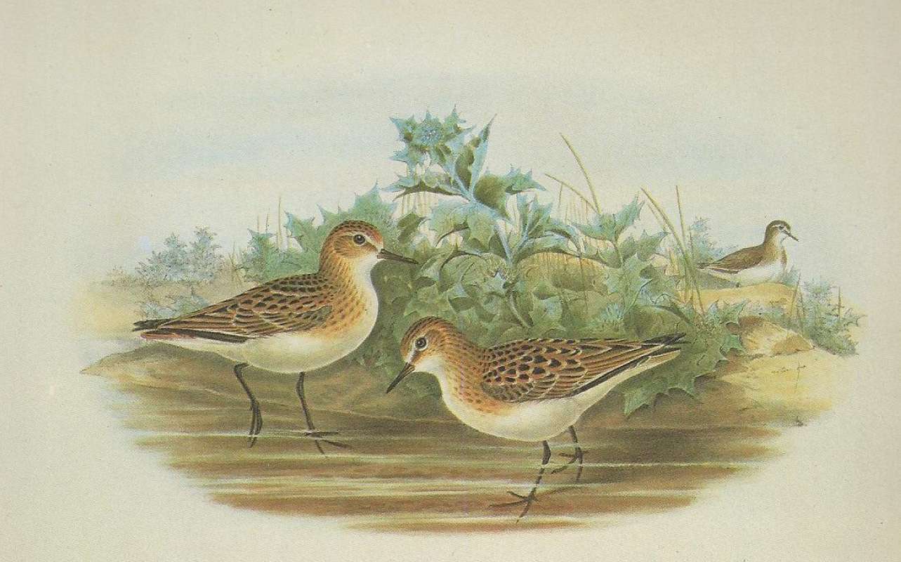 Male on Center Right,  Summer Female on Left<br>(Origin of the Specimen: Painting by John Gould)