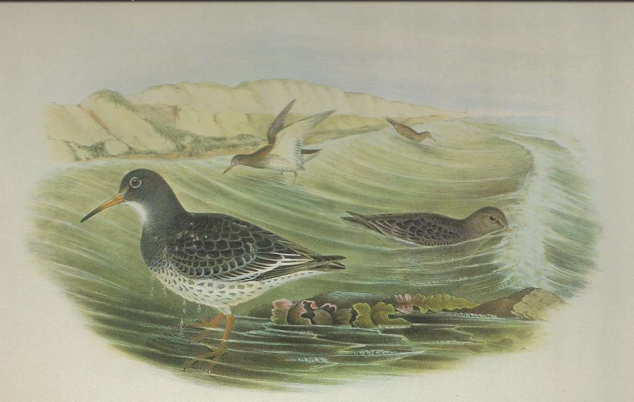 Winter Adults in Front, Moulting Birds in Rear<br>(Origin of the Specimen: Painting by John Gould)