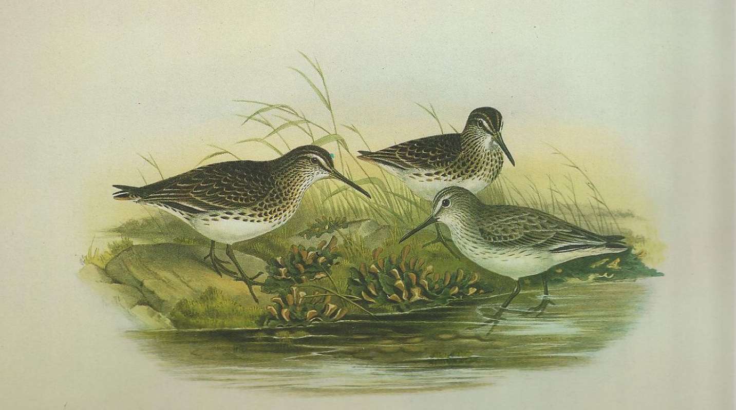 Summer Adults - Left & Center, Winter Adult-Right<br>(Origin of the Specimen: Painting by John Gould)