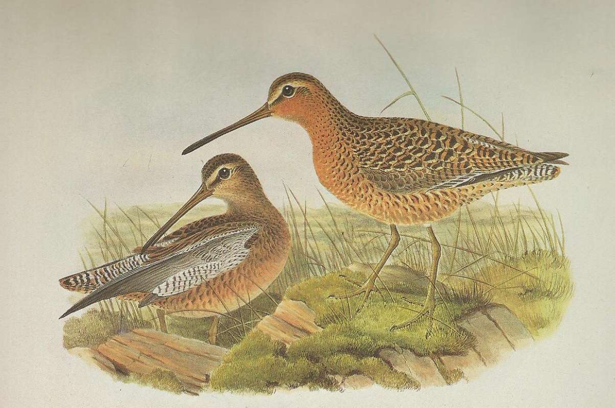 Summer Adult on Right,  Moulting Form on Left<br>(Origin of the Specimen: Painting by John Gould)