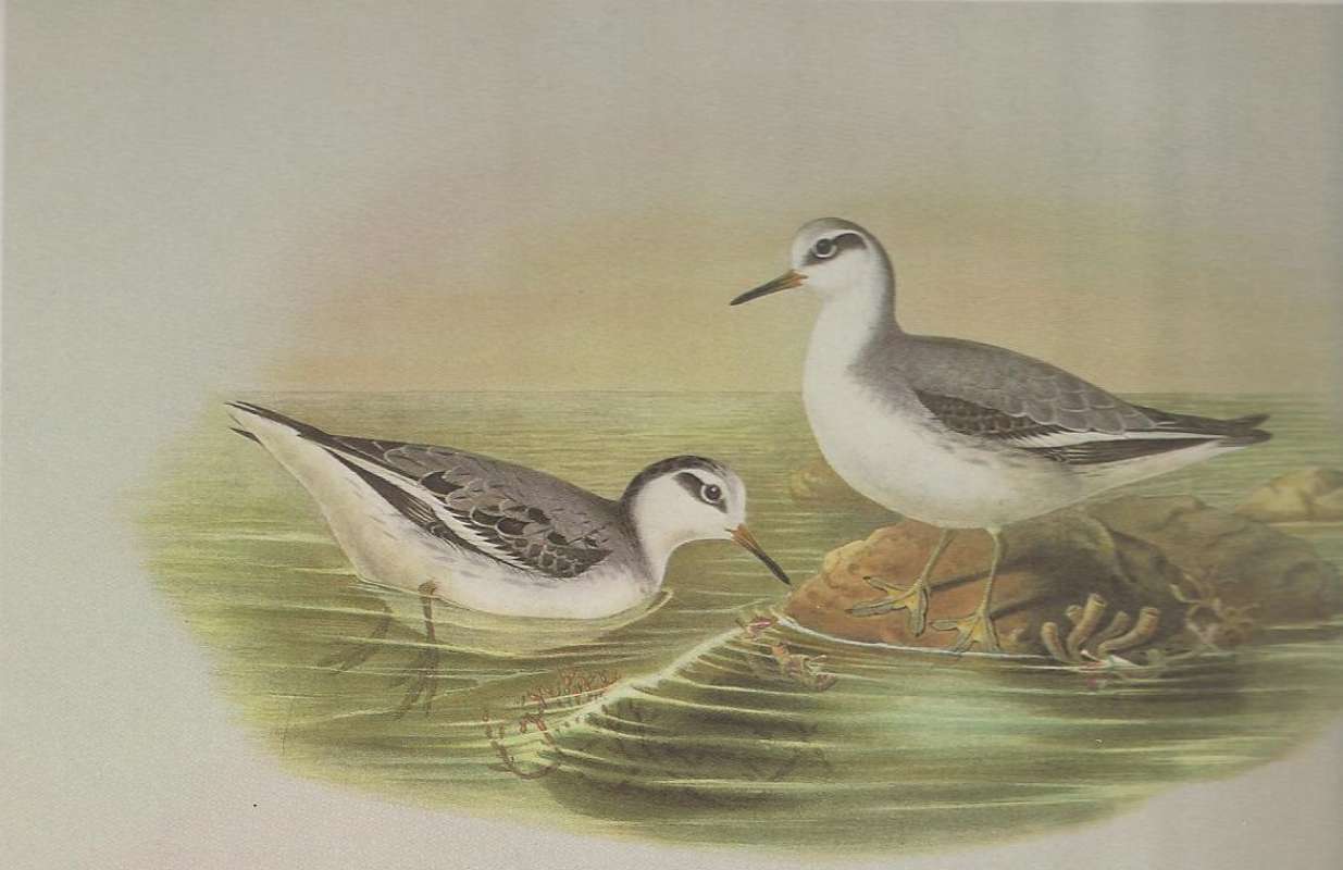 Adults in Winter Form<br>(Origin of the Specimen: Painting by John Gould)