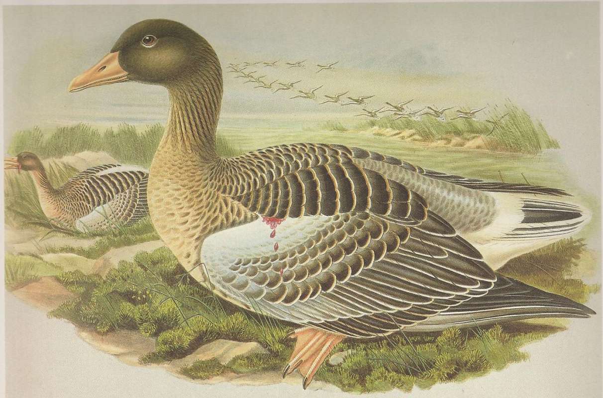 Wounded Male with Flock, ssp anser<br>(Origin of the Specimen: Painting)