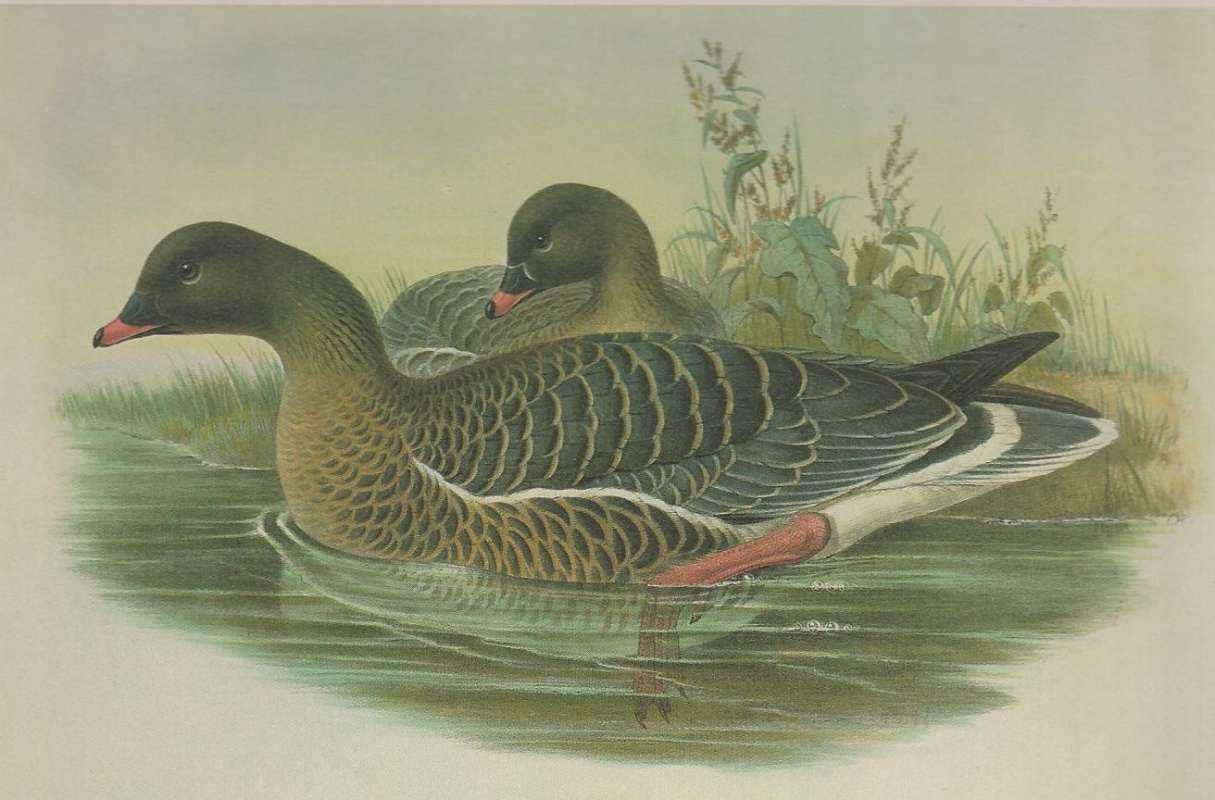 Male in Front, Female in Rear, ssp brachyrhynchus<br>(Origin of the Specimen: Painting)