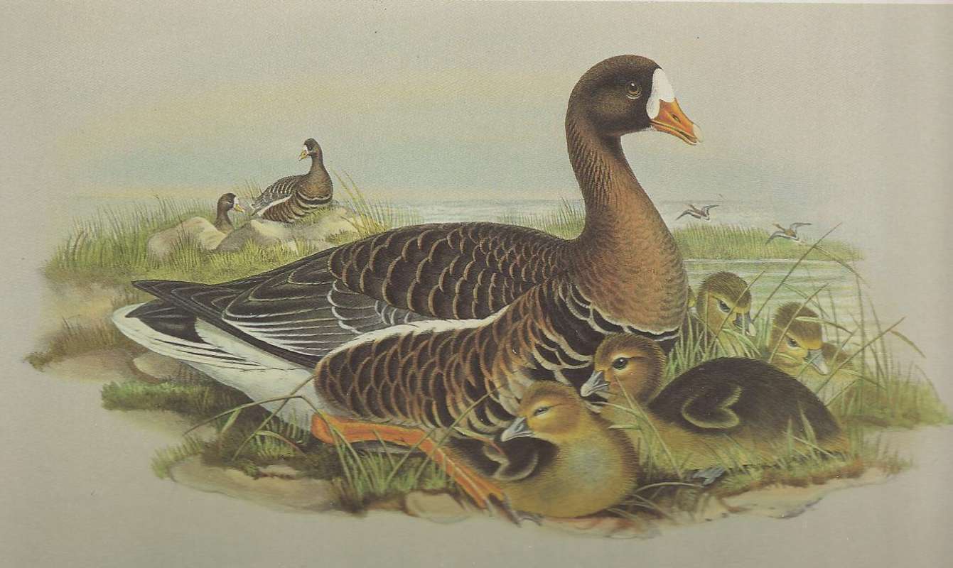 Adult with Young, ssp albifrons<br>(Origin of the Specimen: Painting by John Gould)