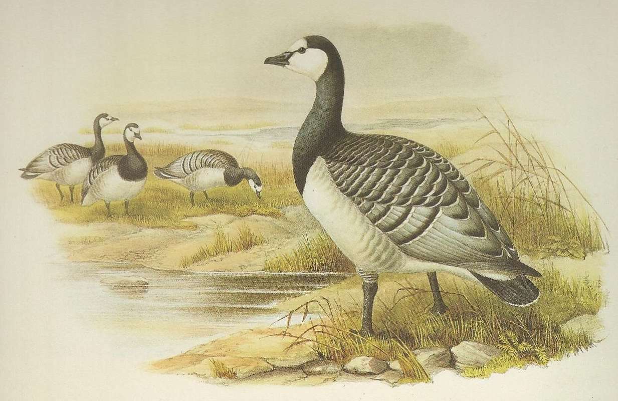 Adults<br>(Origin of the Specimen: Painting by John Gould)