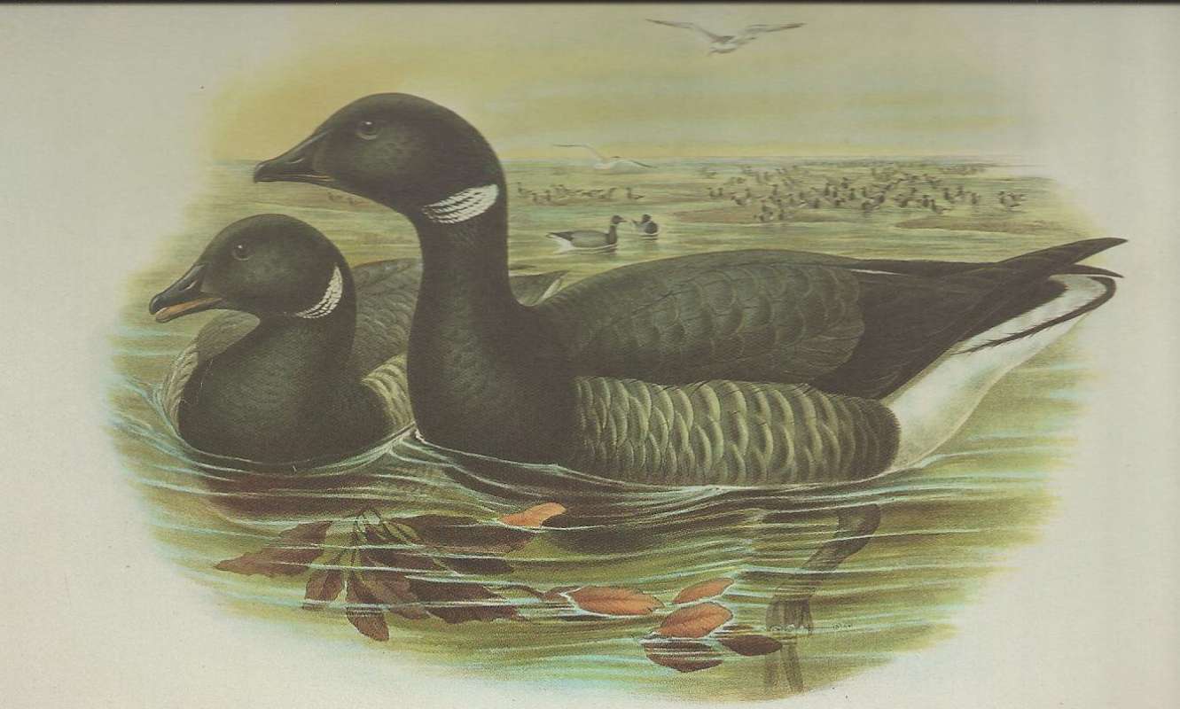 Two Examples, Dark Form, ssp bernicla<br>(Origin of the Specimen: Painting by John Gould)