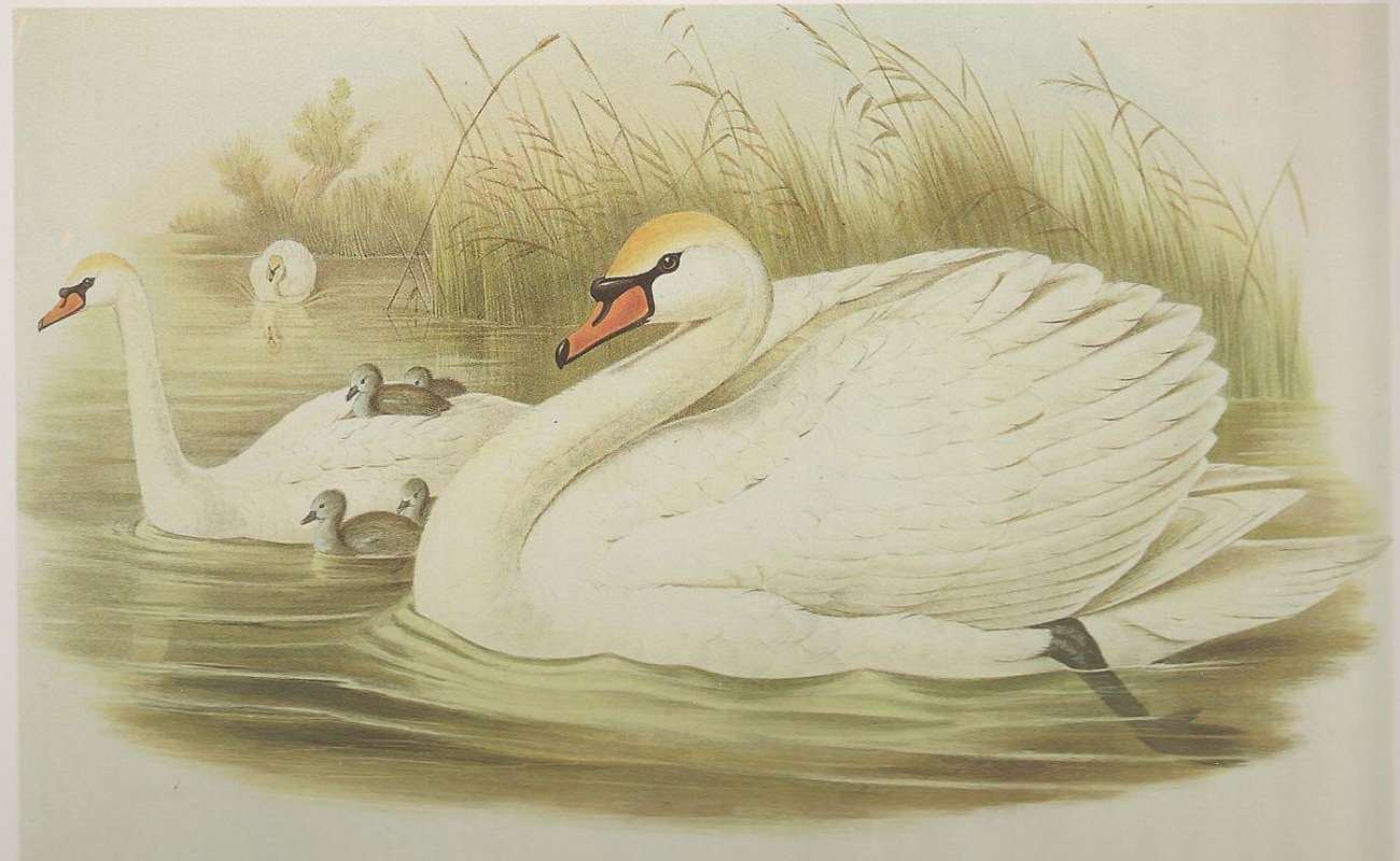 Male in Front, Female with Young<br>(Origin of the Specimen: Painting)
