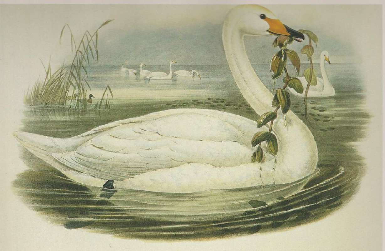 Adult<br>(Origin of the Specimen: Painting)
