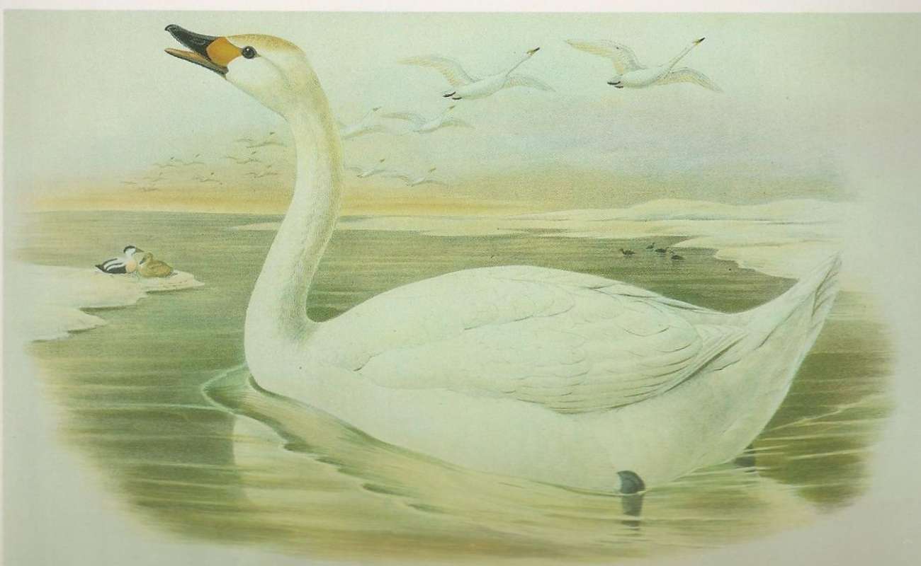 Adult<br>(Origin of the Specimen: Painting)