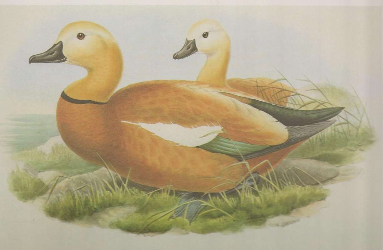 Male in Front,  Female, Rear Right<br>(Origin of the Specimen: Painting)