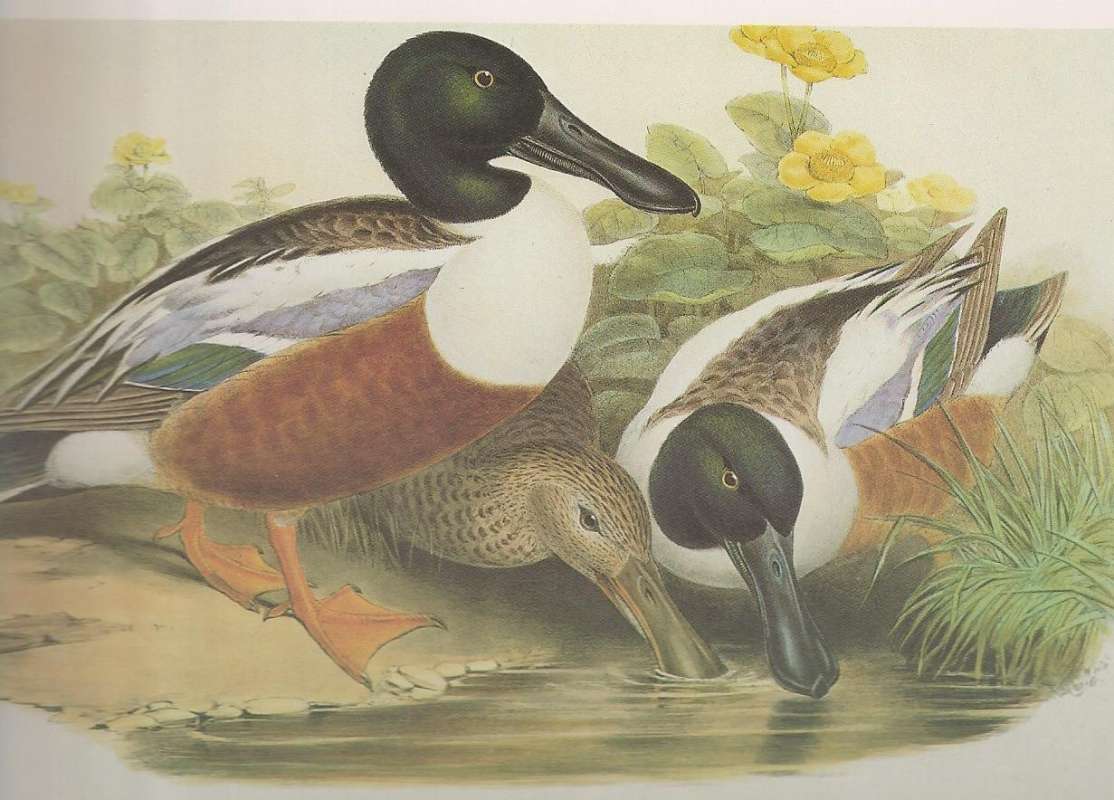Male on Left, Male on Right,  Female in Center<br>(Origin of the Specimen: Painting by John Gould)